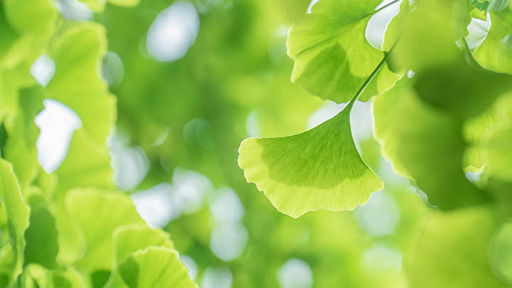 探索吉林四平叶赫那拉城